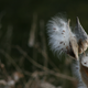 Illustration for article titled Could Humble Milkweed Replace Down Feathers In Your Outdoor Gear?